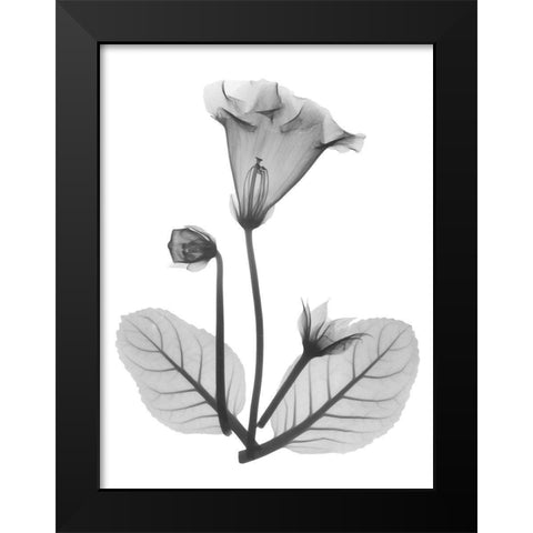 Gloxinia Black Modern Wood Framed Art Print by Koetsier, Albert