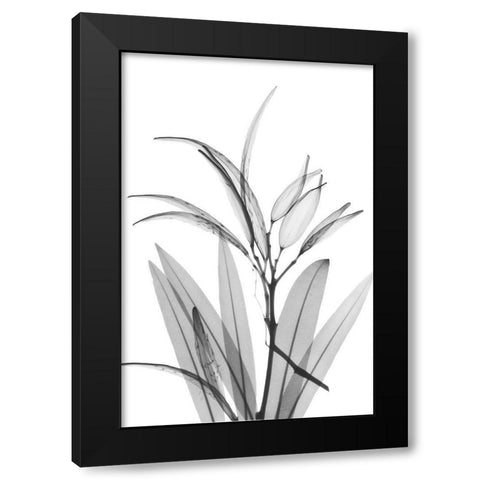 Oleander White Seed Pod Black Modern Wood Framed Art Print with Double Matting by Koetsier, Albert