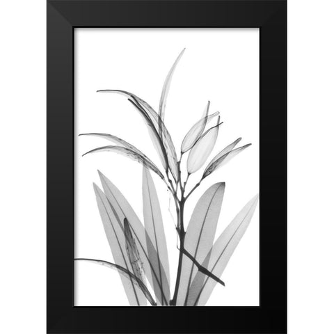 Oleander White Seed Pod Black Modern Wood Framed Art Print by Koetsier, Albert