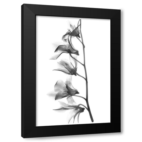 Orchid Black Modern Wood Framed Art Print by Koetsier, Albert