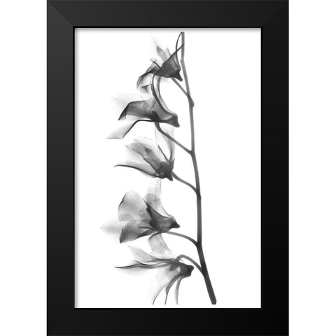 Orchid Black Modern Wood Framed Art Print by Koetsier, Albert