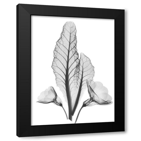 Prinula Black Modern Wood Framed Art Print with Double Matting by Koetsier, Albert