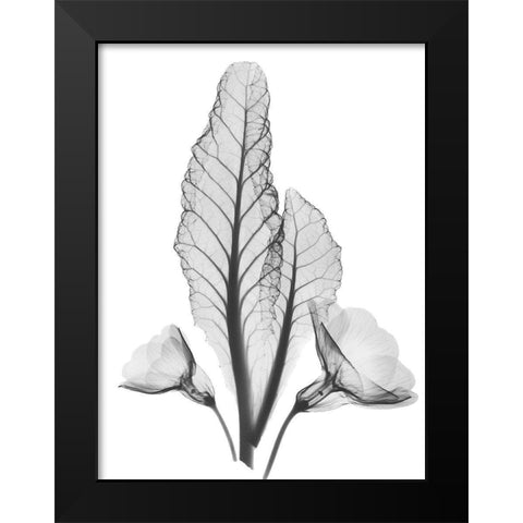 Prinula Black Modern Wood Framed Art Print by Koetsier, Albert