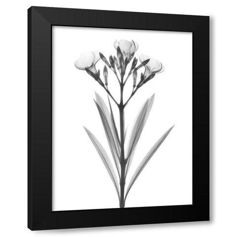 Oleander Black Modern Wood Framed Art Print with Double Matting by Koetsier, Albert