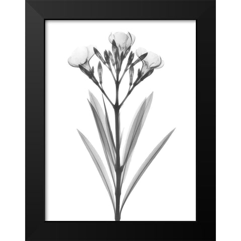 Oleander Black Modern Wood Framed Art Print by Koetsier, Albert