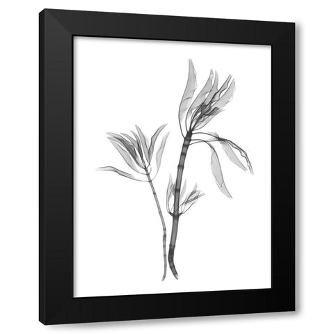 Leucadendron Black Modern Wood Framed Art Print with Double Matting by Koetsier, Albert