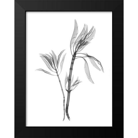 Leucadendron Black Modern Wood Framed Art Print by Koetsier, Albert