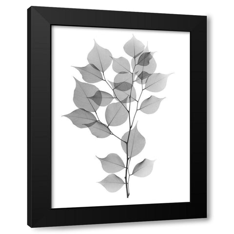 Myrtle Tree L182 Black Modern Wood Framed Art Print with Double Matting by Koetsier, Albert