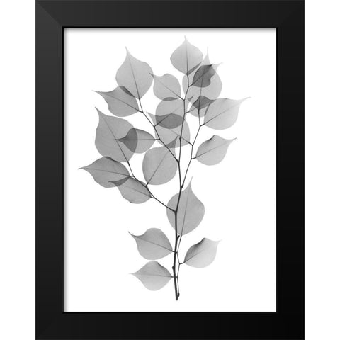 Myrtle Tree L182 Black Modern Wood Framed Art Print by Koetsier, Albert