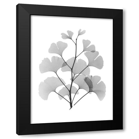 Ginko Black Modern Wood Framed Art Print with Double Matting by Koetsier, Albert