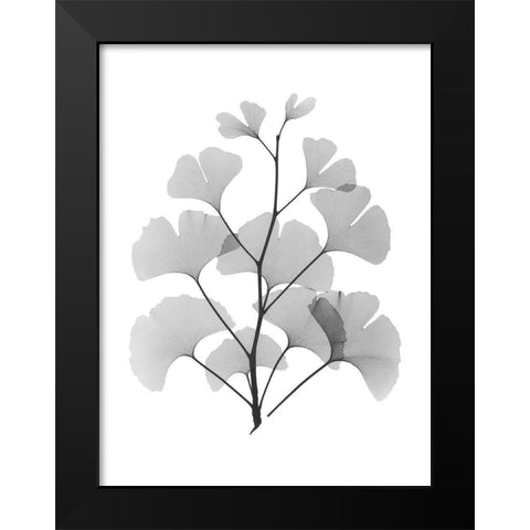 Ginko Black Modern Wood Framed Art Print by Koetsier, Albert