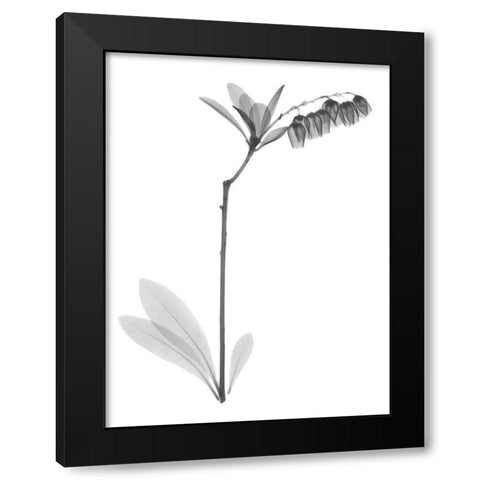 Lily Of The Vally Bush H07 Black Modern Wood Framed Art Print with Double Matting by Koetsier, Albert