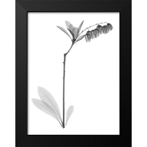Lily Of The Vally Bush H07 Black Modern Wood Framed Art Print by Koetsier, Albert
