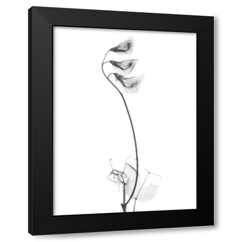 Pea H48 Black Modern Wood Framed Art Print with Double Matting by Koetsier, Albert