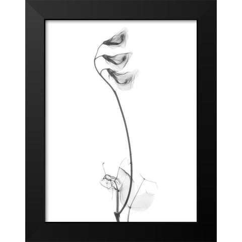 Pea H48 Black Modern Wood Framed Art Print by Koetsier, Albert