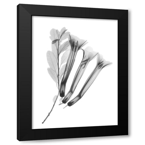 Crane Flower Black Modern Wood Framed Art Print with Double Matting by Koetsier, Albert