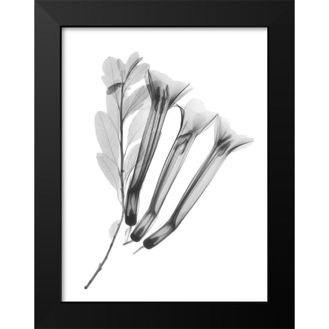 Crane Flower Black Modern Wood Framed Art Print by Koetsier, Albert