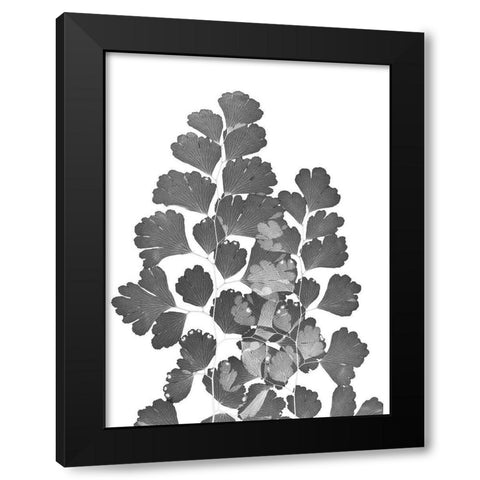 Southern Maidenhair Fern Black Modern Wood Framed Art Print by Koetsier, Albert