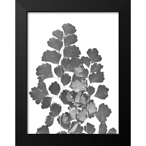 Southern Maidenhair Fern Black Modern Wood Framed Art Print by Koetsier, Albert