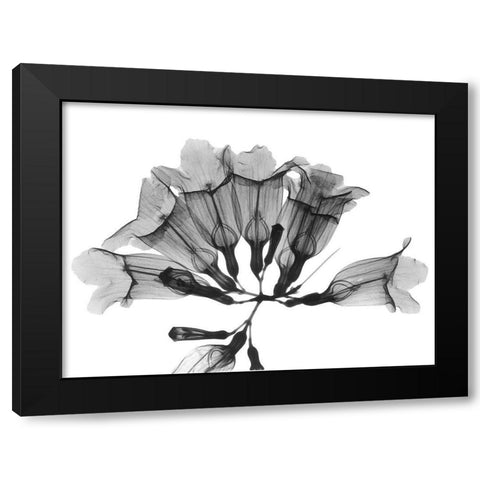 Garlic Vine Black Modern Wood Framed Art Print with Double Matting by Koetsier, Albert