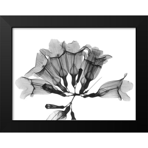 Garlic Vine Black Modern Wood Framed Art Print by Koetsier, Albert