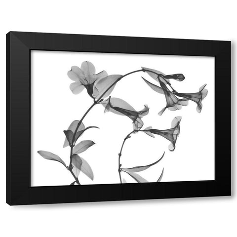 Brazilian Jasmine Black Modern Wood Framed Art Print with Double Matting by Koetsier, Albert