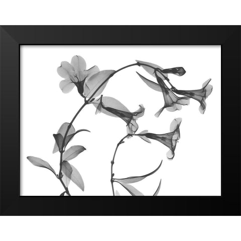 Brazilian Jasmine Black Modern Wood Framed Art Print by Koetsier, Albert