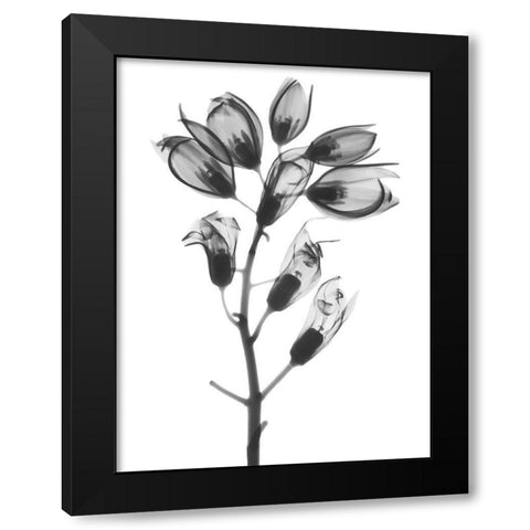 Foxglove Black Modern Wood Framed Art Print by Koetsier, Albert