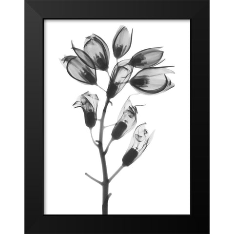 Foxglove Black Modern Wood Framed Art Print by Koetsier, Albert