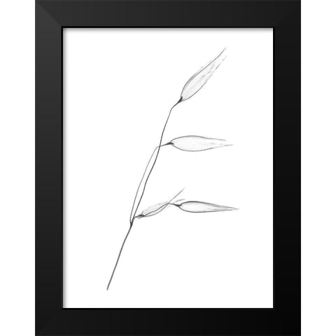 Wheat Black Modern Wood Framed Art Print by Koetsier, Albert