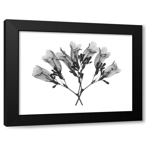 Amethyst Vine Black Modern Wood Framed Art Print with Double Matting by Koetsier, Albert