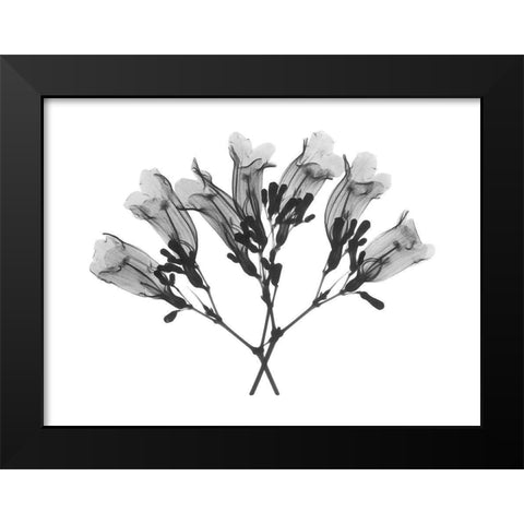 Amethyst Vine Black Modern Wood Framed Art Print by Koetsier, Albert