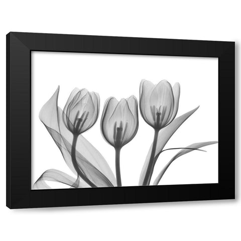 Didiers Tulip Black Modern Wood Framed Art Print with Double Matting by Koetsier, Albert