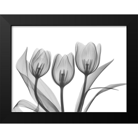 Didiers Tulip Black Modern Wood Framed Art Print by Koetsier, Albert