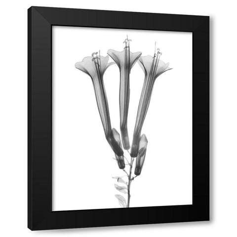 Blooming Trio Black Modern Wood Framed Art Print with Double Matting by Koetsier, Albert