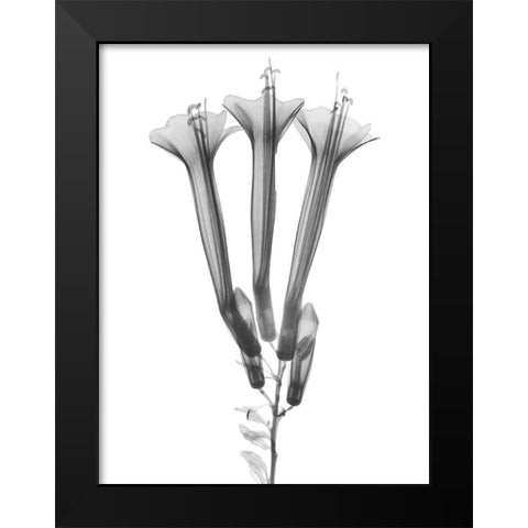 Blooming Trio Black Modern Wood Framed Art Print by Koetsier, Albert