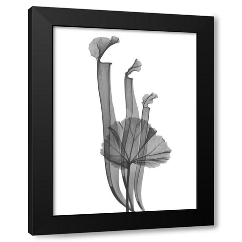 Marching Floral Black Modern Wood Framed Art Print with Double Matting by Koetsier, Albert