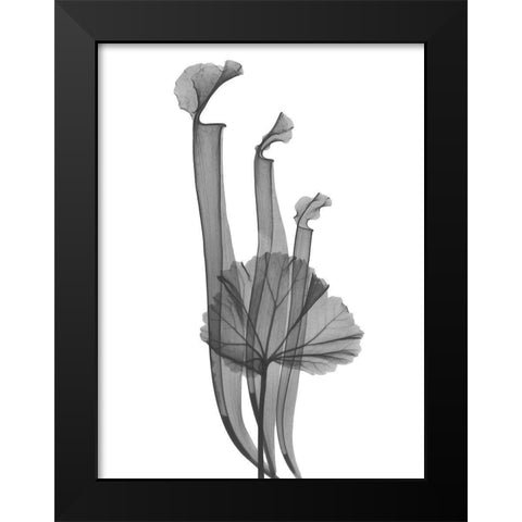 Marching Floral Black Modern Wood Framed Art Print by Koetsier, Albert