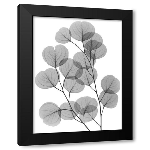 Eucalyptus Bunch Black Modern Wood Framed Art Print with Double Matting by Koetsier, Albert