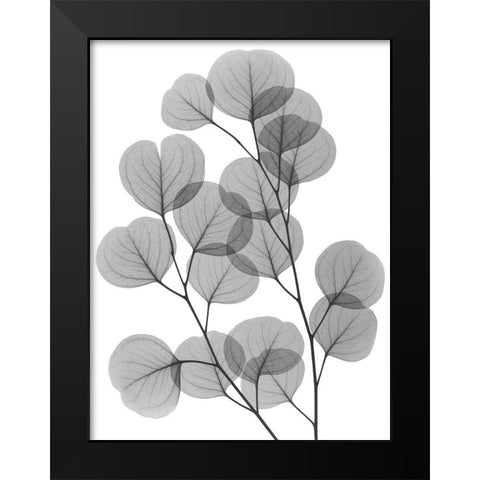 Eucalyptus Bunch Black Modern Wood Framed Art Print by Koetsier, Albert