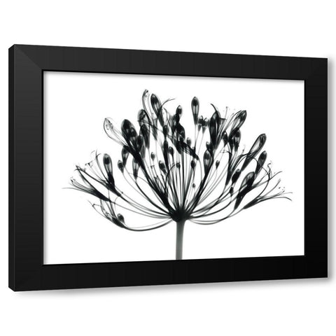 African Lily Black Modern Wood Framed Art Print with Double Matting by Koetsier, Albert