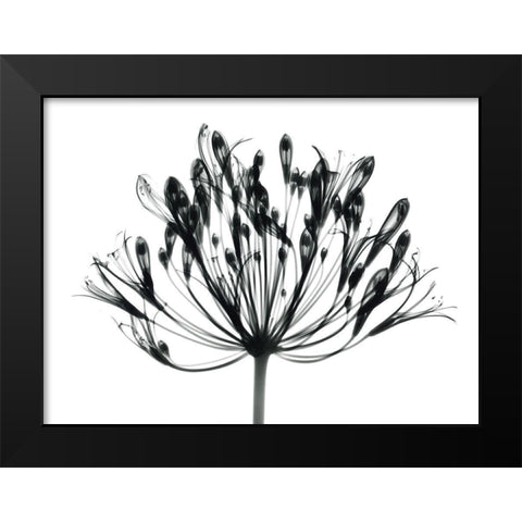 African Lily Black Modern Wood Framed Art Print by Koetsier, Albert