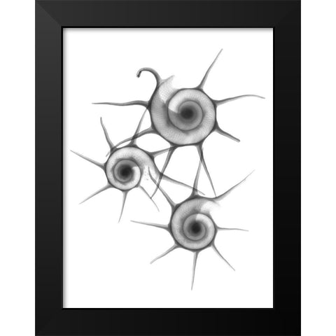 Star Shell  F147 Black Modern Wood Framed Art Print by Koetsier, Albert