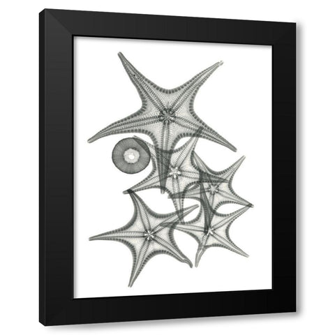 Starfish Bunch F149 Black Modern Wood Framed Art Print with Double Matting by Koetsier, Albert