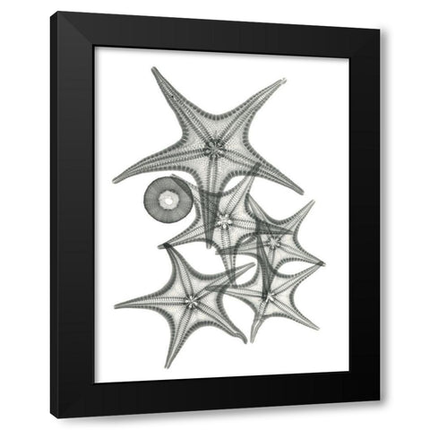 Starfish Bunch F149 Black Modern Wood Framed Art Print by Koetsier, Albert