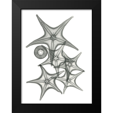 Starfish Bunch F149 Black Modern Wood Framed Art Print by Koetsier, Albert