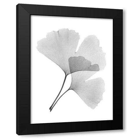 Ginko Pair Black Modern Wood Framed Art Print with Double Matting by Koetsier, Albert