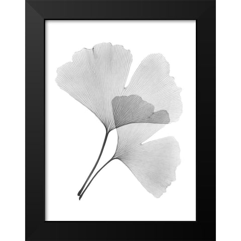 Ginko Pair Black Modern Wood Framed Art Print by Koetsier, Albert