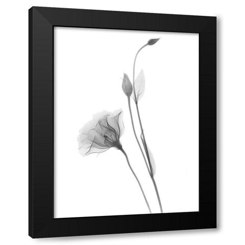 Gentian Black Modern Wood Framed Art Print by Koetsier, Albert