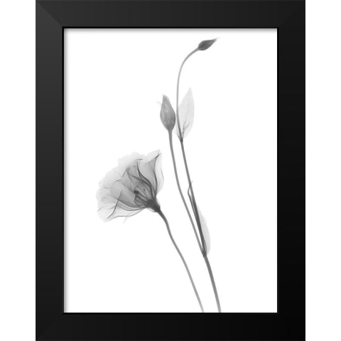 Gentian Black Modern Wood Framed Art Print by Koetsier, Albert